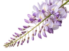 Beautiful wisteria flower branch showcases delicate purple blooms and buds, creating serene and enchanting atmosphere png
