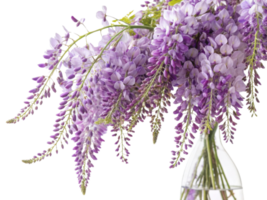 Beautiful arrangement of wisteria flowers in clear vase showcases their delicate purple hues and graceful form, creating serene atmosphere png