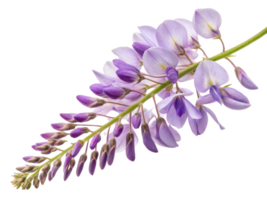 Wisteria flowers bloom beautifully in shades of purple, creating stunning display that captivates senses and enhances any garden png