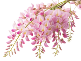 Wisteria flowers bloom gracefully, showcasing delicate petals in shades of pink that create stunning visual display png