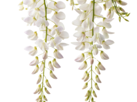Wisteria flowers bloom gracefully, showcasing delicate white petals that cascade beautifully, creating serene and enchanting atmosphere png