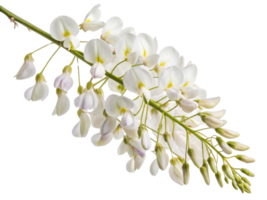 Wisteria flowers bloom gracefully, showcasing delicate petals that create stunning visual display in gardens and landscapes png