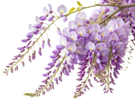 Wisteria flowers bloom beautifully in shades of purple, creating stunning display of nature elegance and charm png