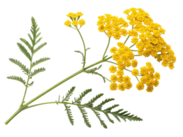 Yarrow flower blooms vibrantly with clusters of yellow petals and delicate green leaves, creating stunning natural display png