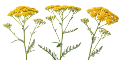 Yarrow flowers bloom vibrantly with clusters of yellow petals showcasing their beauty in nature garden png