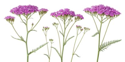 Yarrow flowers bloom vibrantly in shades of purple, showcasing their delicate beauty and adding charm to any garden or floral arrangement png