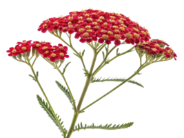 Yarrow flowers bloom vibrantly with clusters of red petals and delicate green leaves creating stunning display in nature beauty png