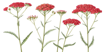 Yarrow flowers bloom vibrantly with clusters of red petals showcasing their beauty in nature garden png