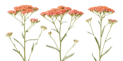 Yarrow flowers bloom vibrantly in shades of orange showcasing their delicate beauty and charm in nature garden png