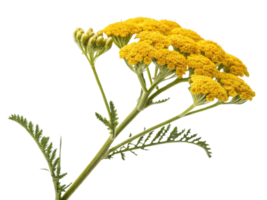 Yarrow flowers bloom vibrantly with clusters of yellow petals showcasing their beauty and charm in nature garden png