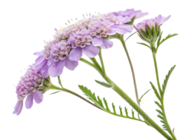 Yarrow flowers bloom gracefully with delicate purple petals showcasing nature beauty and elegance png