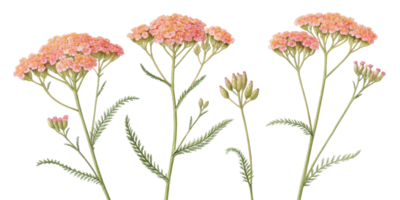 Yarrow flowers bloom in vibrant clusters showcasing delicate petals and lush green foliage creating serene and enchanting garden scene png