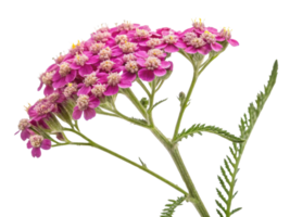 Yarrow flower blooms vibrantly with clusters of pink petals showcasing its delicate beauty in nature garden png