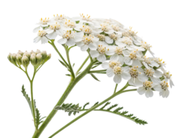 Yarrow flower blooms gracefully, showcasing delicate white petals and vibrant green foliage, creating serene and natural beauty png
