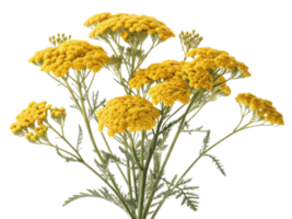 Vibrant bouquet of yarrow flowers showcases their bright yellow blooms and delicate green foliage, adding cheerful touch to any setting png