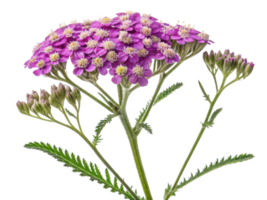 Yarrow flowers bloom vibrantly with clusters of purple petals showcasing nature beauty and elegance in garden setting png