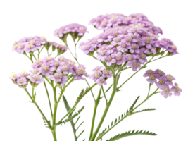 Yarrow flowers bloom beautifully in clusters, showcasing delicate petals and vibrant colors that enhance any garden or floral arrangement png