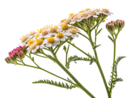 Yarrow flowers bloom beautifully with delicate white petals and vibrant yellow centers, creating stunning display in nature png