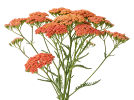 Yarrow flowers bloom vibrantly in shades of orange creating stunning display that brightens any garden or floral arrangement png