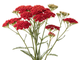Vibrant yarrow flowers bloom in clusters showcasing their rich red hues against lush green backdrop, creating stunning natural display png