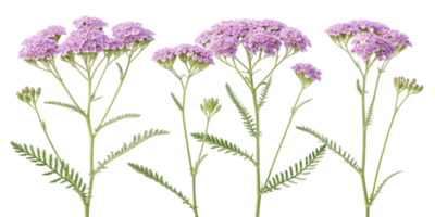 Yarrow flowers bloom gracefully with delicate pink petals and lush green leaves, creating serene and vibrant display in nature png