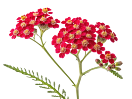 Vibrant yarrow flowers bloom in clusters, showcasing their striking red petals and delicate green foliage, creating stunning natural display png
