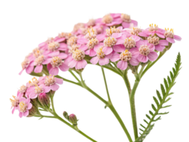 Yarrow flowers bloom in delicate pink clusters showcasing their beauty and charm in nature garden png
