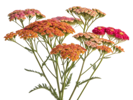Yarrow flowers bloom in vibrant colors creating stunning display that brightens any garden or floral arrangement png