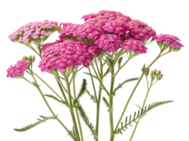 Yarrow flowers bloom vibrantly in shades of pink, creating stunning display that brightens any garden or floral arrangement png
