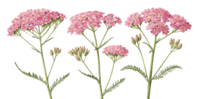 Yarrow flowers bloom in delicate pink clusters, showcasing their beauty and charm in nature garden png
