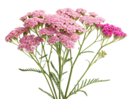 Beautiful yarrow flowers bloom in shades of pink, creating vibrant display that brightens any garden or floral arrangement png