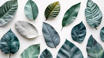 A collection of green leaves are arranged in a pattern on a white background photo