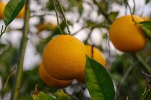 Vibrant oranges hanging from lush green branches in a sunny orchard setting photo