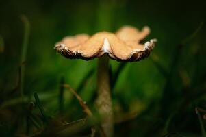Close-up of a delicate mushroom emerging from lush green grass in a tranquil forest setting 1 photo