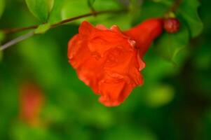 Vivid pomegranate blossoms on branches, surrounded by lush green leaves. Captured in natural light, perfect for tropical and garden themes. photo
