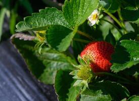 Harvesting ripe strawberries among lush green leaves in a sunlit field during early summer photo