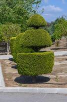 Uniquely shaped topiary sculpture in a serene garden setting under a bright sky photo