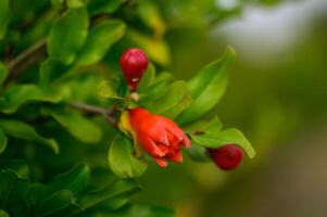 Pomegranate Flowers on Branch in Bloom photo