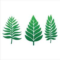 Natural Leaf Elements from the Tropics green set vector