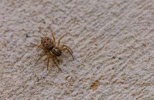 Closeup of Menemerus semilimbatus jumping spider on rough concrete wall in Malta. Detailed macro with natural texture and neutral tones. photo