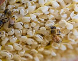 Macro photo of a bee pollinating a date palm flower. Natural light, focus on pollination and agricultural relevance. Shot in Northern Cyprus