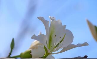 Macro shot of delicate white Bougainvillea alba bracts unfolding in a sunlit Mediterranean garden, showcasing papery petals and lush green foliage. photo