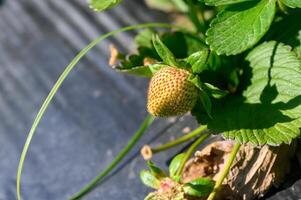 Bright green leaves cradle a young strawberry under the warm sun in a vibrant garden setting, hinting at future sweetness photo