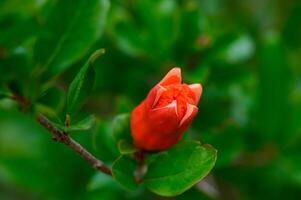 Minimal close-up of a single red pomegranate flower on a slender branch. Simple and striking. photo