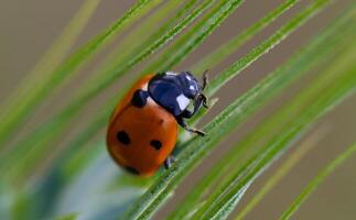 Exploring the delicate world of a ladybug resting on green grass under soft sunlight photo