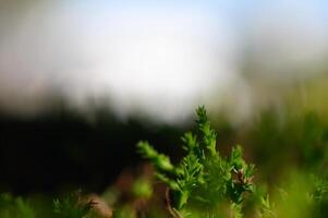 Lush green moss thriving in a tranquil forest setting during a soft morning light photo
