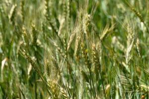 Golden waves of wheat sway gracefully under the warm sun in a vibrant green field during the early summer months photo