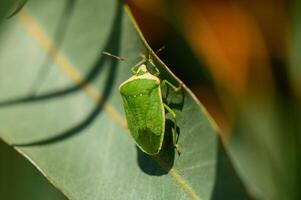 Macro image of a green shield bug sitting on a eucalyptus leaf in Cyprus. Bright sunlight and natural background. photo