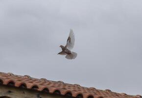 Bird soaring gracefully against a cloudy sky over a rustic rooftop in a tranquil countryside setting during late afternoon light photo