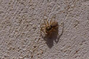 Macro shot of a jumping spider on a concrete wall in Cyprus. Detailed view of this curious predator with textured surface in a Mediterranean setting. photo
